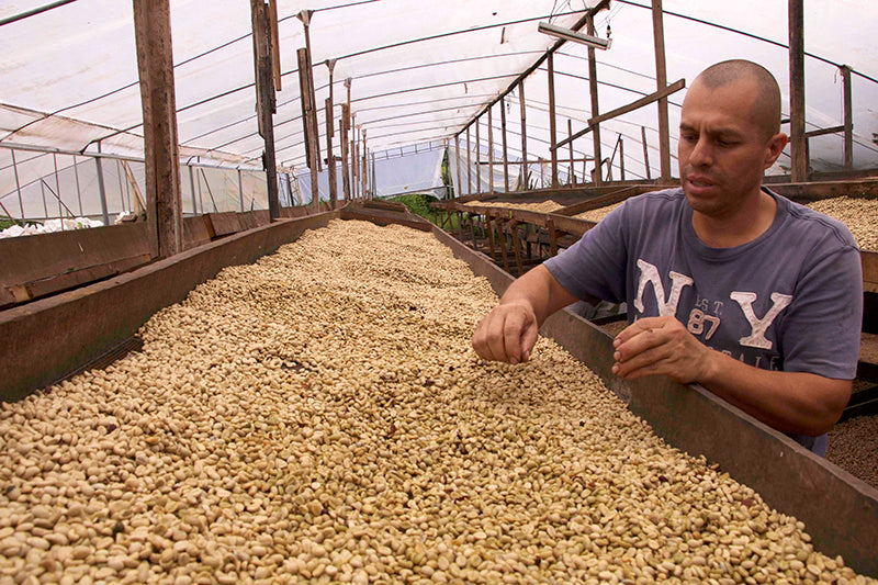 La Route du Café: Le Costa Rica, Comprendre par les différences.