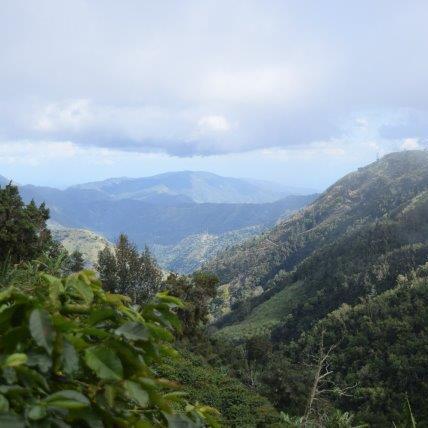 Montagnes bleues - Jamaique